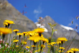 sea of flowers with summit out of focus, ascent to hut Schwarzenberghütte, Hohe Tauern range, National Park Hohe Tauern, Salzburg, Austria