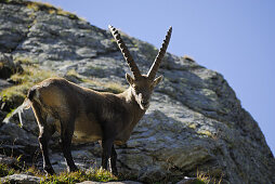Alpine ibex (Capra ibex), Stubai Alps, Stubai, Tyrol, Austria