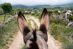 View to the street through funny donkey ears, family-hiking with a donkey in the Cevennes mountains, France, Europe