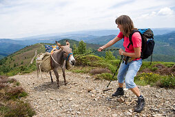 Woman is pulling obstinate donkey on the leash up a hill, family-hiking in the Cevennes mountains, France