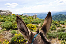 Blühende Frühlingsathmosphäre mit Aussicht über Eselsohren, Eselwanderung in den Cevennen, Frankreich