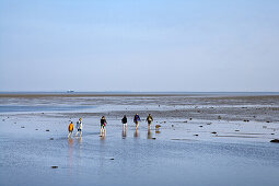 Mudflat hiking tour to Amrum island, Foehr, Schleswig-Holstein, Germany