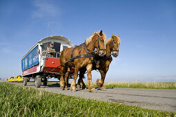 Horse-drawn carriage, Hallig Hooge, Schleswig-Holstein, Germany