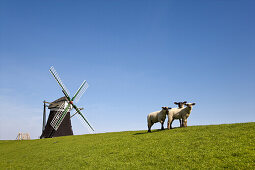 Sheep near windmill Nordermuehle, Pellworm island, Schleswig-Holstein, Germany