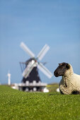 Sheep near windmill Nordermuehle, Pellworm island, Schleswig-Holstein, Germany