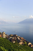 Blick über Weinberge und Saint Saphorin auf den Genfersee, Lavaux, Kanton Waadt, Schweiz