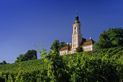 Weinberg mit Wallfahrtskirche Birnau, Unteruhldingen, Baden-Württemberg, Deutschland