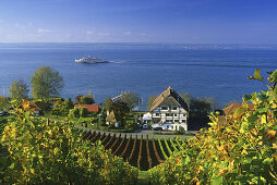 Weingut und Weinstube Haltnau in den Weinbergen am Bodenseeufer zwischen Meersburg und Haltnau,  Bodensee, Baden-Württemberg, Deutschland