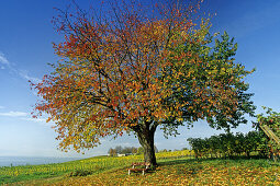 Cherry tree in autumn, Lake Constance, Baden Wurttemberg, Germany