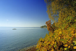 Autumn scenery at Lake Constance, near Hagnau, Baden-Wurttemberg, Germany