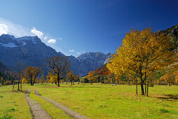 Track between maple trees in autumn colours with view to Spritzkarspitze, Grosser Ahornboden, Karwendel, Tyrol, Austria