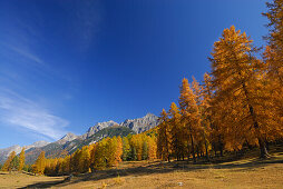 Larches in autumn colours with view to Piz Lischana and Piz San Jon, Unterengadin, Engadin, Grisons, Switzerland