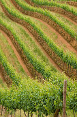 View at vines on the vineyard Tokara, Helshoogte Pass, Simonsberg Mountains, South Africa, Africa