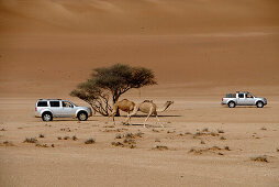 Geländewagen und Dromedare im Wüstensand, Wahiba Sands, Oman, Asien