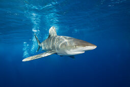 Oceanic Whitetip Shark, Carcharhinus longimanus, Brother Islands, Red Sea, Egypt