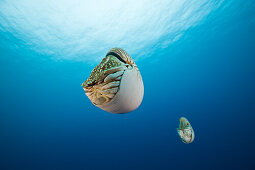 Nautilus, Perlboot, Nautilus pompilius, Grosses Barriere Riff, Australien