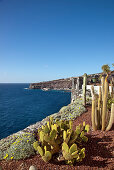 View from Jardin Tecina Hotel over cactusses in the sunlight at Playa de Santiago, La Gomera, Canary Islands, Spain, Europe
