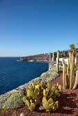 Blick vom Hotel Jardin Tecina über Kakteen im Sonnenlicht auf Playa Santiago, La Gomera, Kanarische Inseln, Spanien, Europa