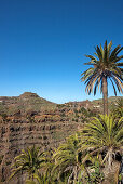 Palmen und das Valle Gran Rey unter blauem Himmel, La Gomera, Kanarische Inseln, Spanien, Europa