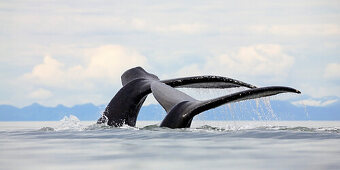 The flukes of two humpback whales poking out of the water, Megaptera novaeangliae, Inside Passage, Alaska, USA