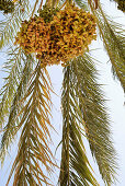 Date palm in the sunlight, Tozeur, Gouvernorat Tozeur, Tunisia, Africa