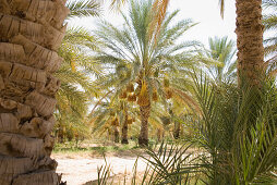 Dattelpalmen im Sonnenlicht, Tozeur, Gouvernorat Tozeur, Tunesien, Afrika