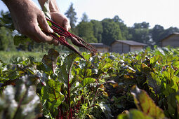 Beetroot (Formanova), biological dynamic (bio-dynamic) farming, Demeter, Lower Saxony, Germany