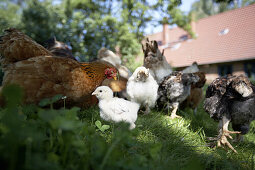 Hens with chicken in clover, biological dynamic (bio-dynamic) farming, Demeter, Lower Saxony, Germany