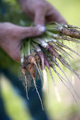 Freshly carrots, biological dynamic (bio-dynamic) farming, Demeter, Lower Saxony, Germany