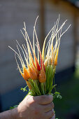 Freshly carrots, biological dynamic (bio-dynamic) farming, Demeter, Lower Saxony, Germany