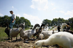 Diepholz geese eating snails, biological dynamic (bio-dynamic) farming, Demeter, Lower Saxony, Germany