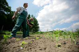Farmers planting parsley, biological dynamic (bio-dynamic) farming, Demeter, Lower Saxony, Germany