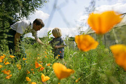 Vater und Sohn zwischen Kalifornischem Goldmohn, biologisch-dynamische Landwirtschaft, Demeter, Niedersachsen, Deutschland