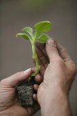 Hands holding seedling, biological dynamic (bio-dynamic) farming, Demeter, Lower Saxony, Germany
