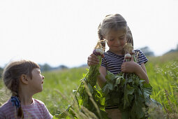 Zwei Mädchen (4-7 Jahre) mit frisch geerntetem Rettich aus biologisch-dynamischer Landwirtschaft, Niedersachsen, Deutschland