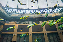 AquaDom im Radisson SAS Hotel, mit dem Fahrstuhl befahrbares Aquarium. Taucher reinigen und füttern die über 60 Fischarten, Berlin