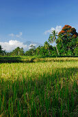 Scenery with rice fields at the volcano Gunung Agung, East Bali, Indonesia, Asia