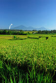 Rice fields under blue sky, view at Gunung Batukau volcano, Central Bali, Indonesia, Asia
