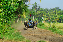 Zwei Büffel ziehen einen Wagen mit hoher Geschwindigkeit, Büffelrennen, Negara, West Bali, Indonesien, Asien