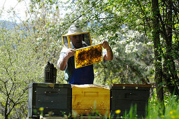 Beekeeper with honeycomb, Apiarist, Honey bees, South Tyrol, Italy