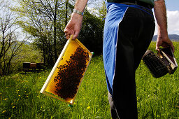 Imker mit Bienenwabe und Rauchapparat, Bienenzüchter, Honigbienen, Südtirol, Italien