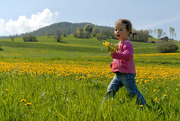 Kleines Mädchen auf einer Blumenwiese im Sonnenlicht, Völs am Schlern, Südtirol, Italien, Europa