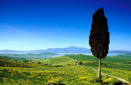 Cypris under blue sky, view to Monte Amiata, Val d´Orcia, Tuscany, Italy, Europe