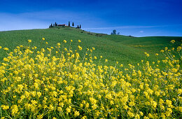 Yellow flowers in front of country house with cypresses, Val d'Orcia, Tuscany, Italy, Europe