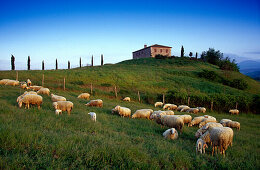 Schafe vor Landhaus unter blauem Himmel, Val d´Orcia, Toskana, Italien, Europa