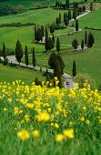 Yellow flowers in front of serpentine road with cypresses, Val d´Orcia, Tuscany, Italy, Europe