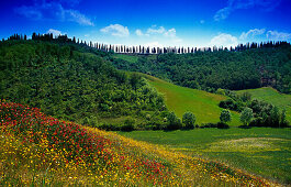 Flower meadow with cypress alley under blue sky, Tuscany, Italy, Europe