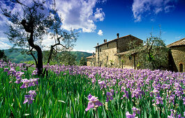 Iris in front of a farm under clouded sky, Chianti region, Tuscany, Italy, Europe