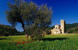 San Antimo abbey under blue sky, Tuscany, Italy, Europe