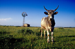 Maremma Stier auf der Weide im Sonnenlicht, Maremma, Toskana, Italien, Europa